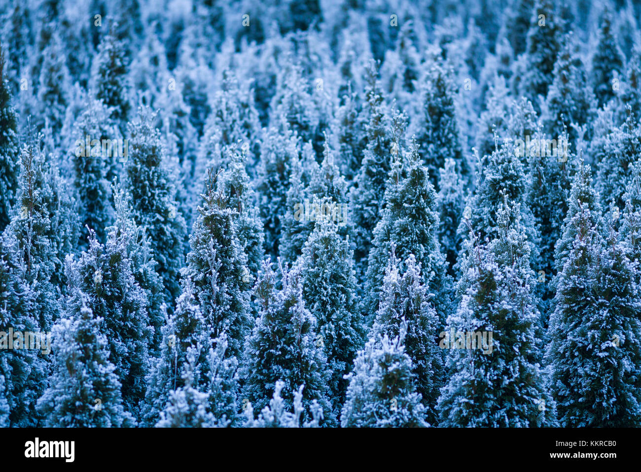 Austria, Tyrol, Stams, frozen evergreen trees, winter Stock Photo
