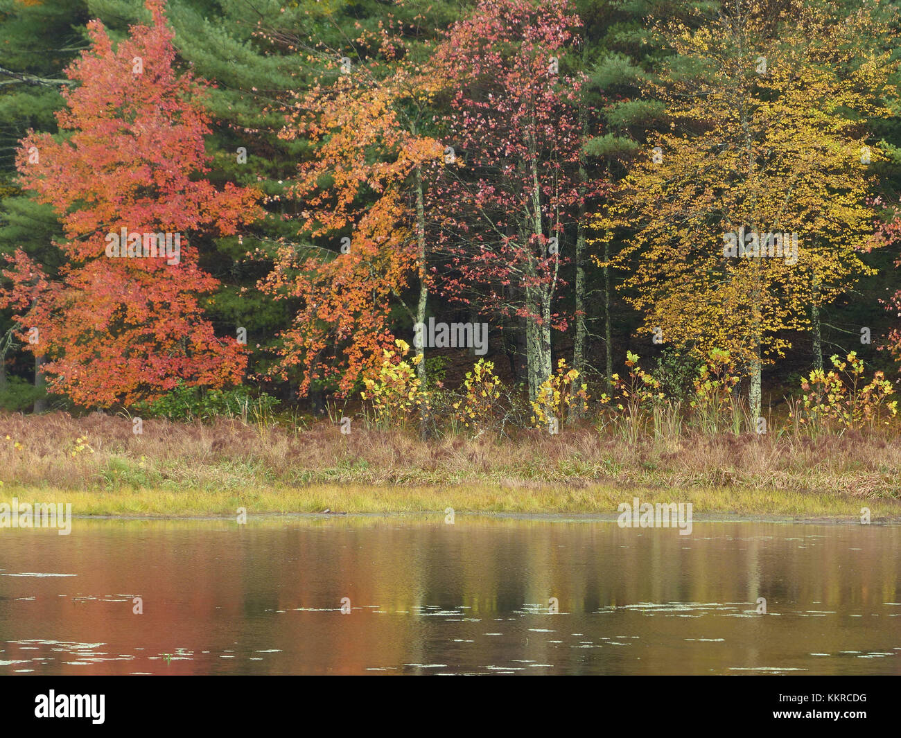 Trees during season change with reflection in lake Stock Photo