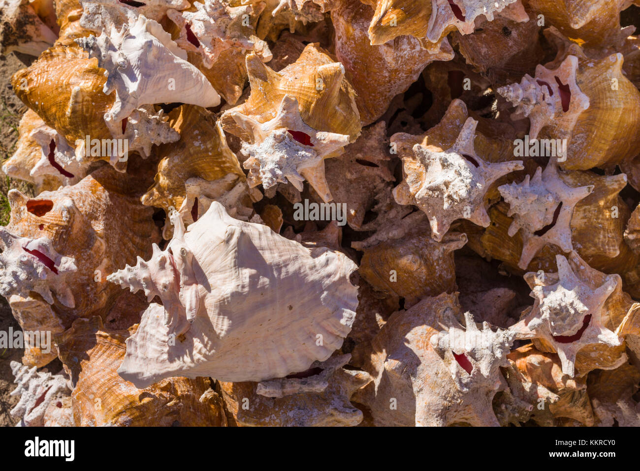 British Virgin Islands, Anegada, Lower Bay, conch shells Stock Photo