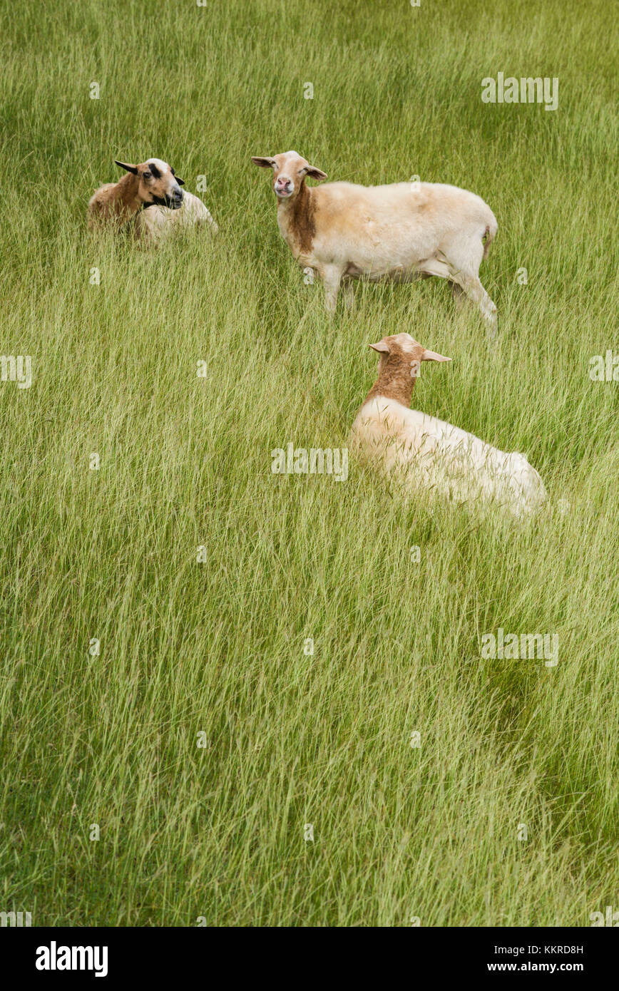 French West Indies, St-Barthelemy, Colombier, sheep Stock Photo