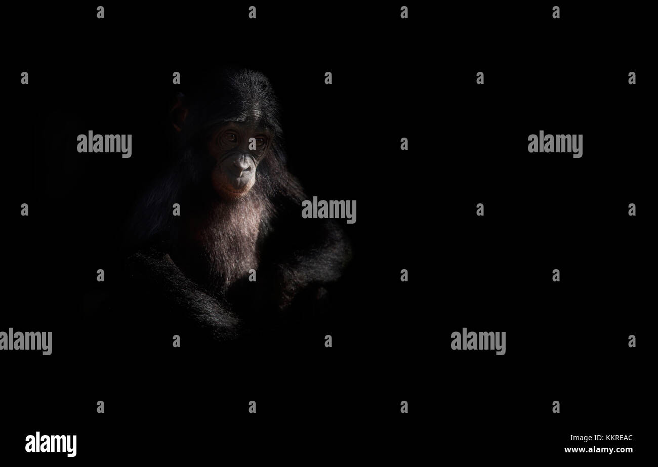 Young, baby chimp on black Stock Photo