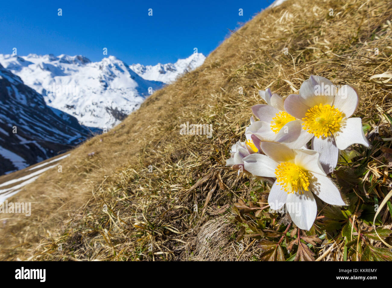 Spring flowering at Stelvio pass - Valtellina - Lombardy Stock Photo
