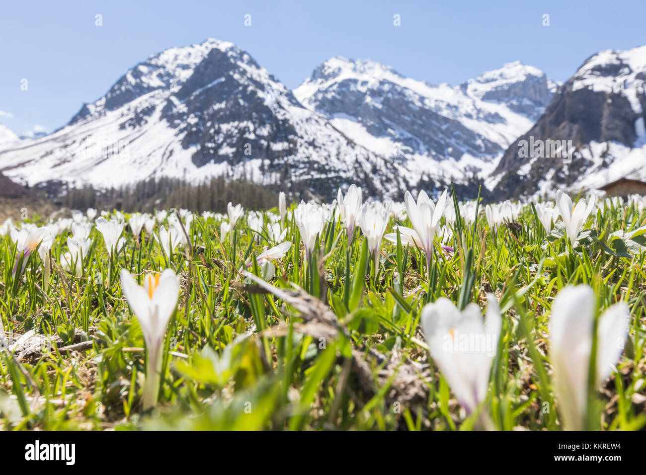 Close up of Crocus flowers during spring bloom, Davos, Sertig Valley, canton of Graubünden, Switzerland Stock Photo