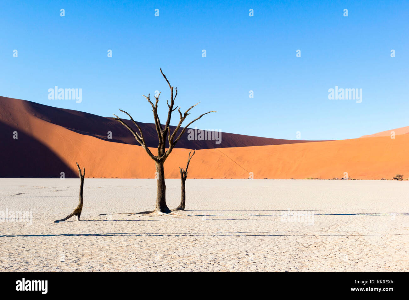 Dead Vlei, dead Acacia trees in the Namib desert at sunrise, Namibia. Africa Stock Photo