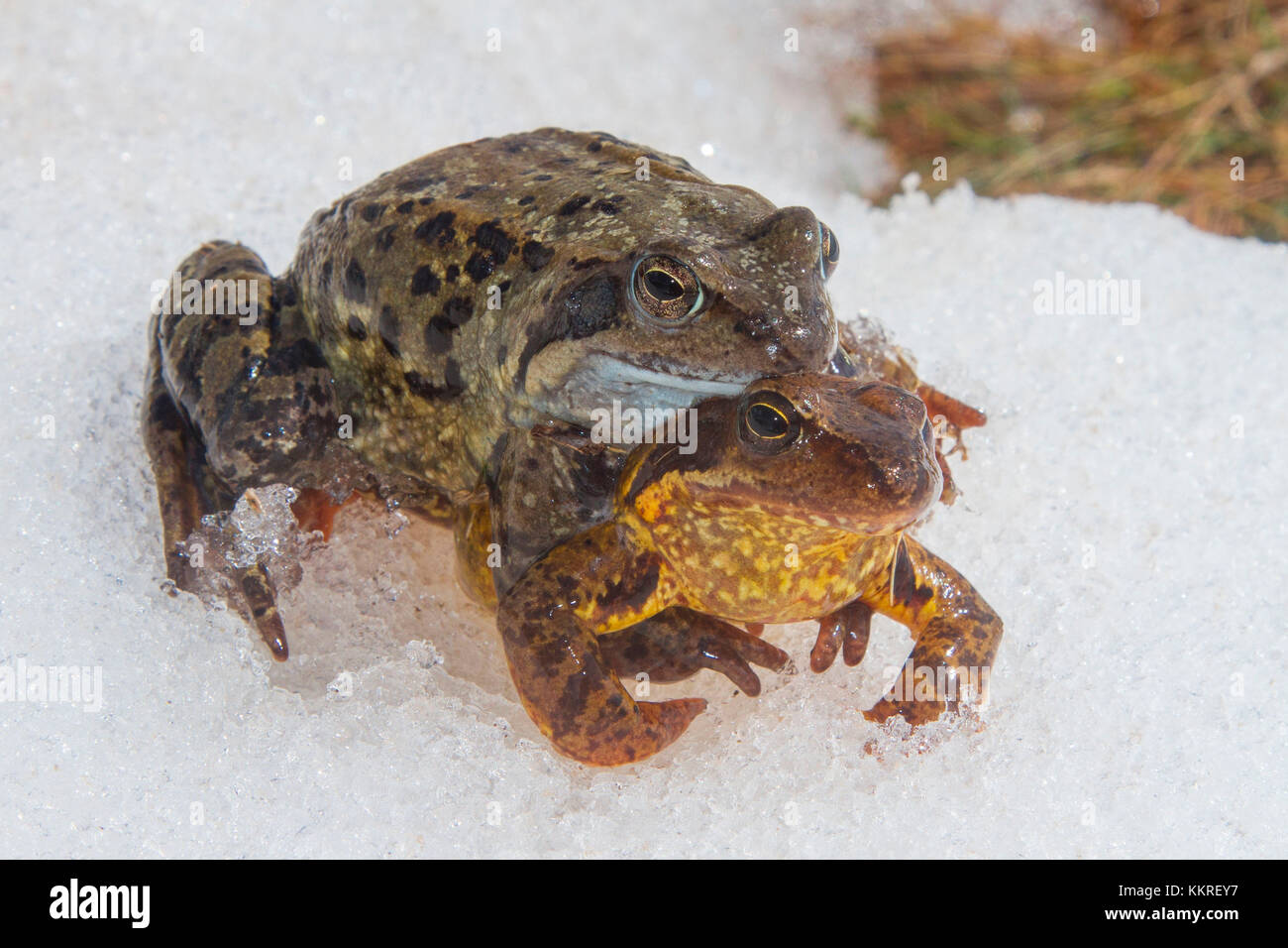 European frogs in coupling. Valtellina, Lombardy, Italy Stock Photo