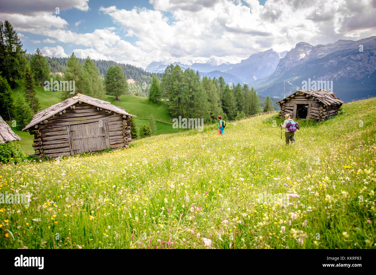 Armentara meadows in full bloom. Armentara, Alta Badia, South Tyrol, Italy, Europe Stock Photo
