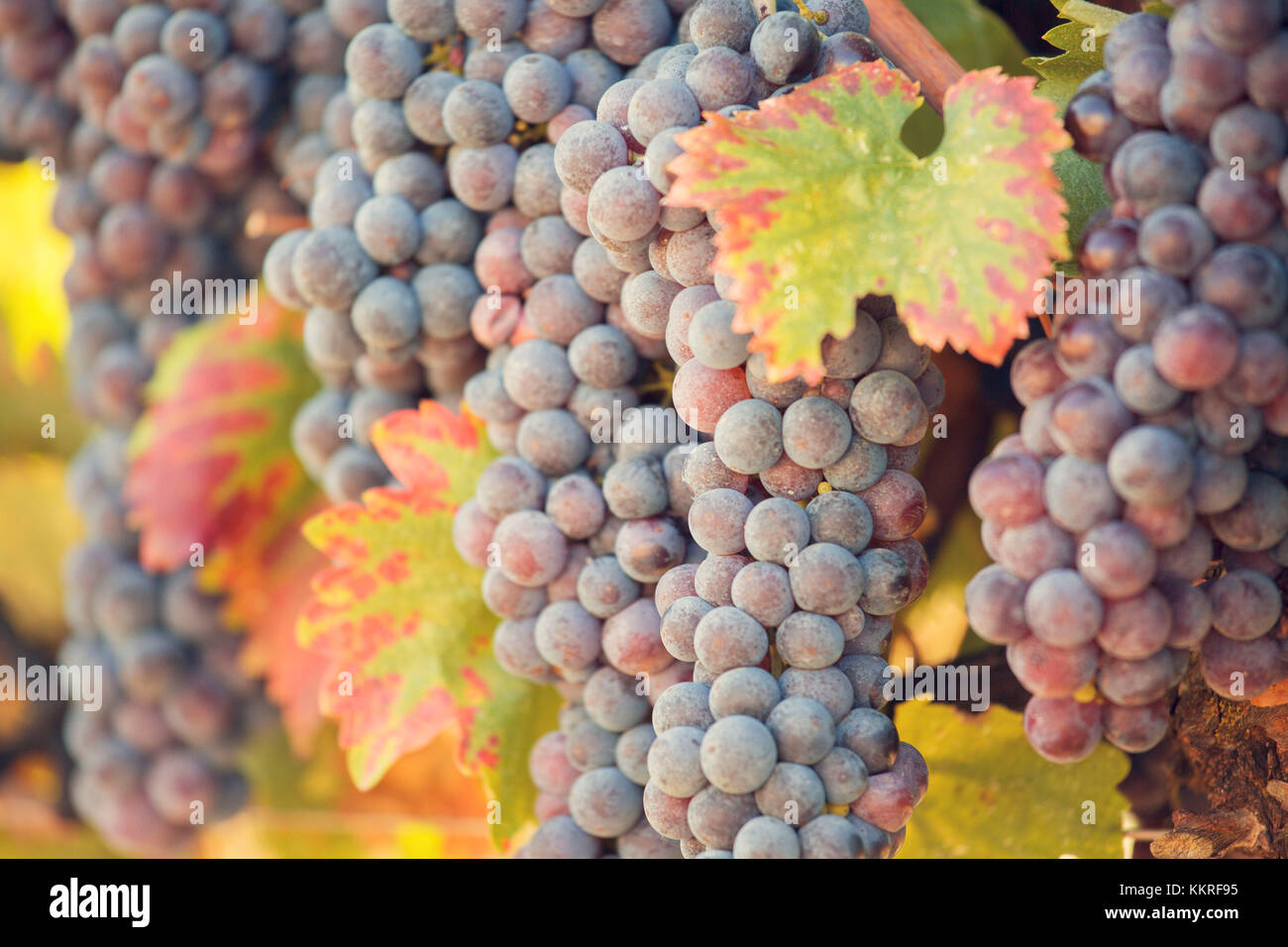 Europe, Italy, Umbria, Perugia district, Montefalco. Grapes vine in ...