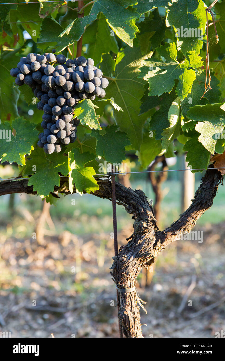 Europe, Italy, Umbria, Perugia district, Montefalco. Grape vine in autumn Stock Photo