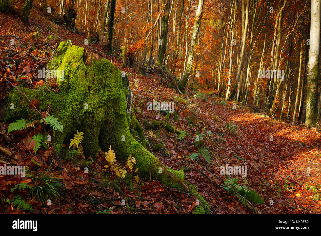 Autumn woods, Bolla, Casasco d'Intelvi, Intelvi valley, Como province, Lombardy, Italy, Europe Stock Photo