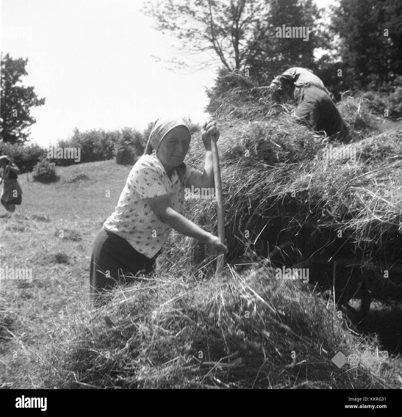 In 1964, this photograph captures the haymaking process near Opaldarju ...