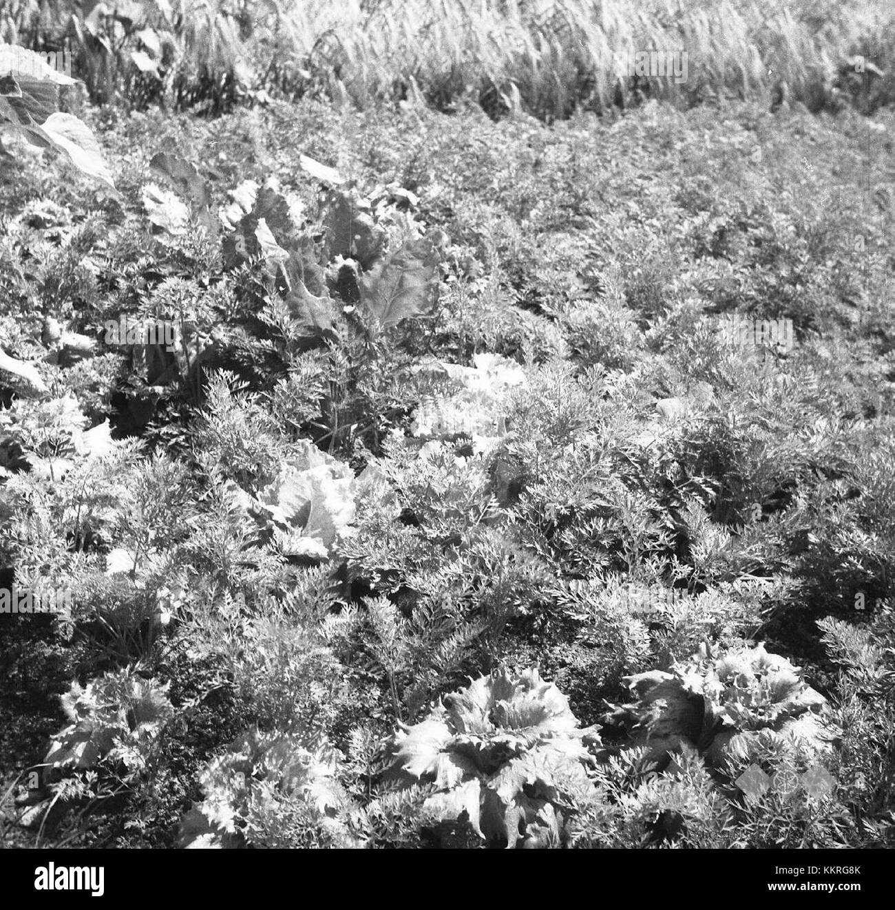 Zeljnik (solata, pesa, idr. med korenjem), Male Lipljene 1964 Stock Photo