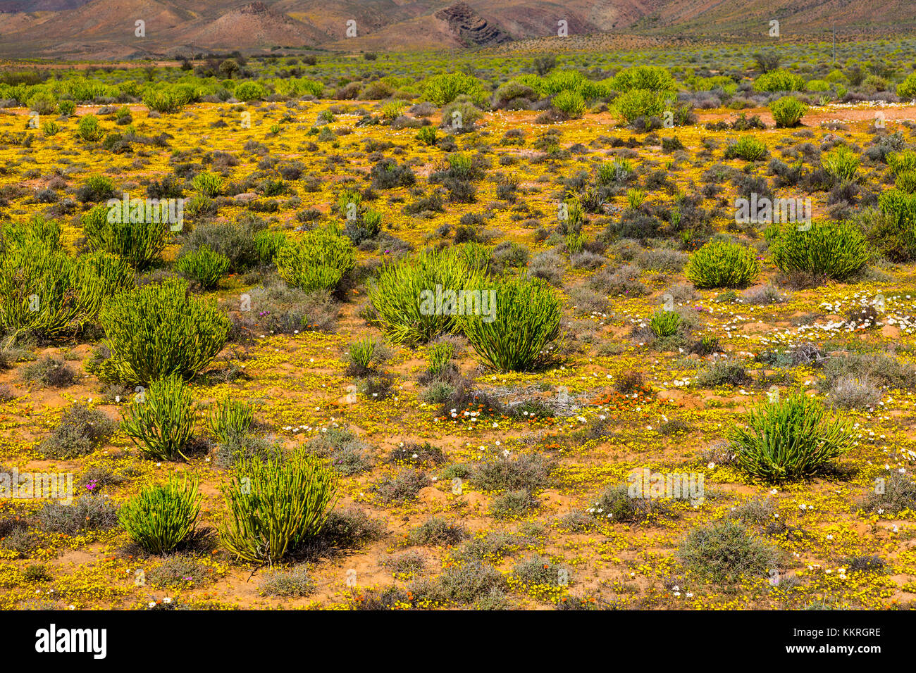 Flower Season, Nieuwoudtville, Namaqualand, Northern Cape province, South Africa, Africa Stock