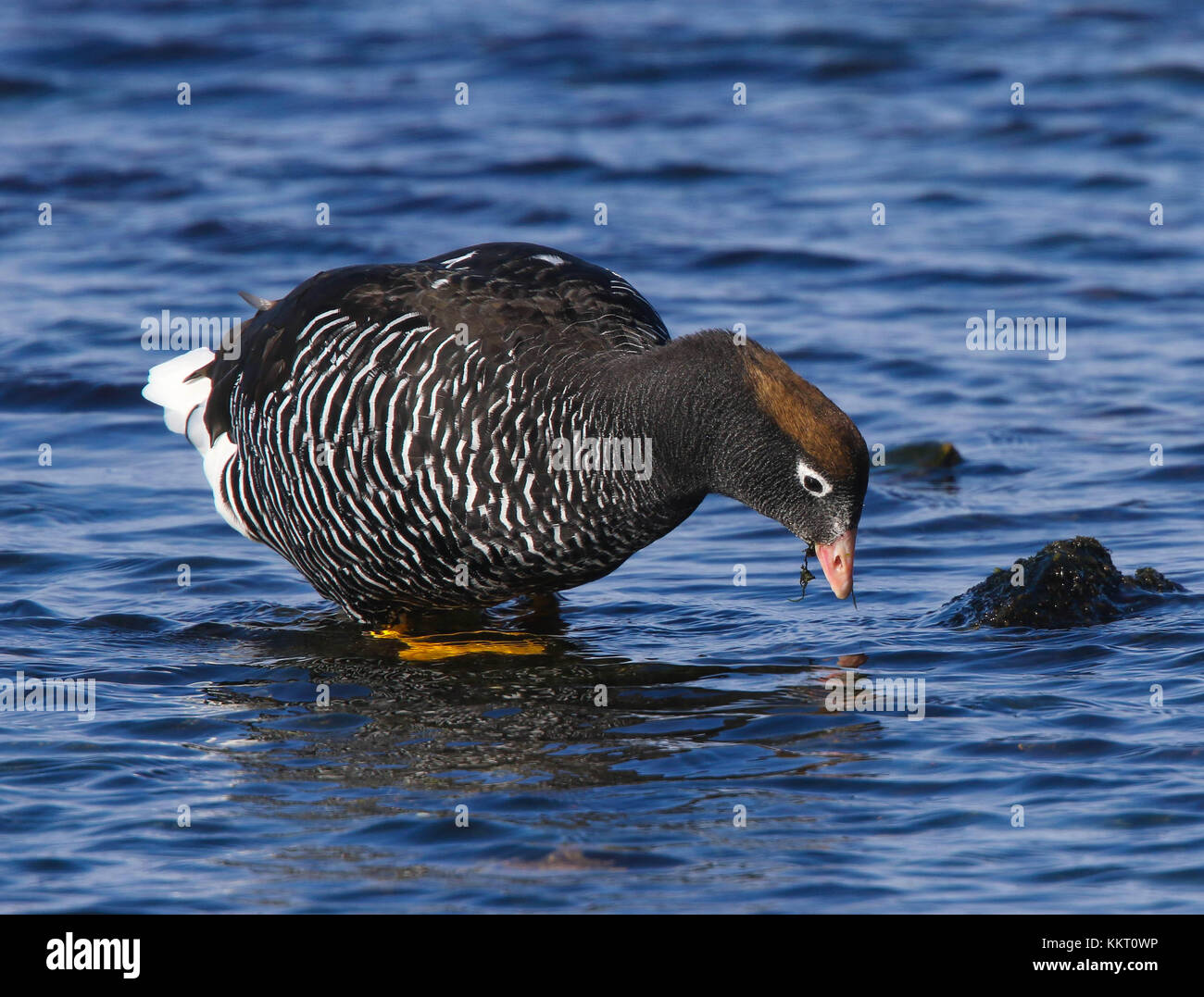 Kelp Goose. Port Stanley, Falkland Islands, South Atlantic Stock Photo