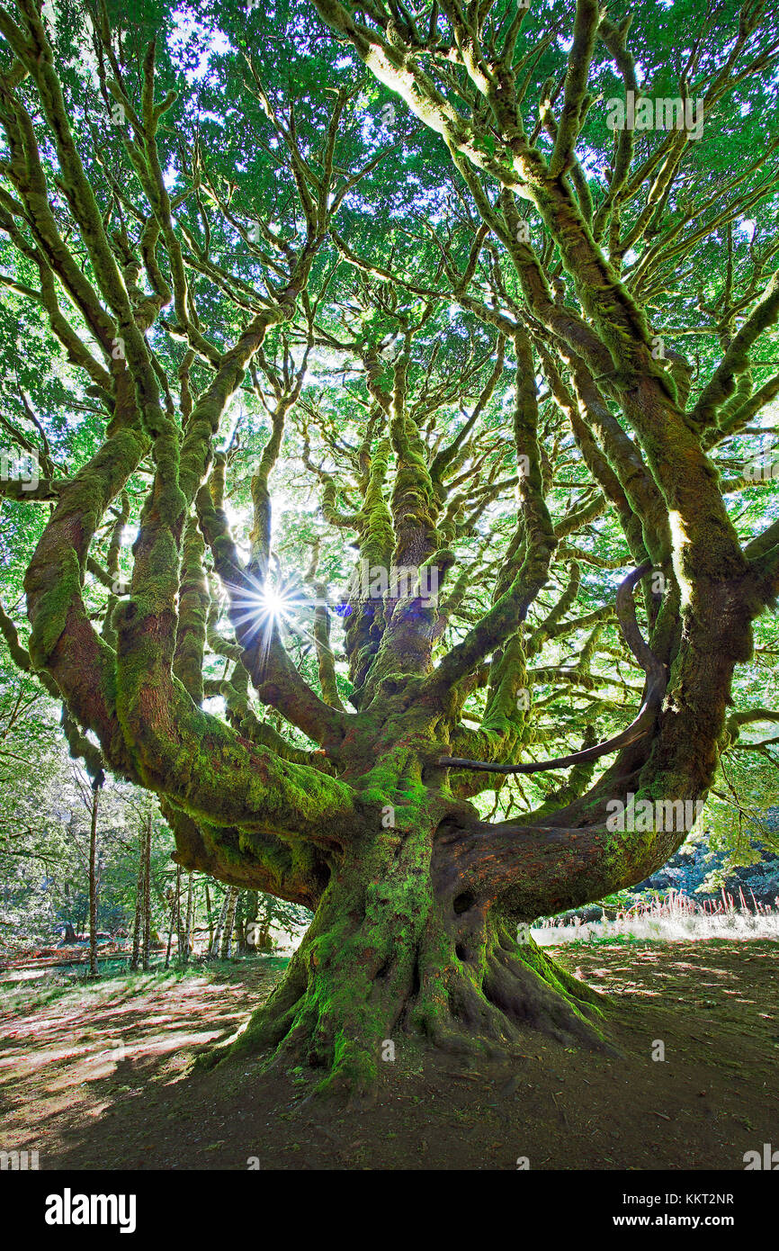Gigantic mosscovered Bigleaf Maple near the Fairholme boat launch at