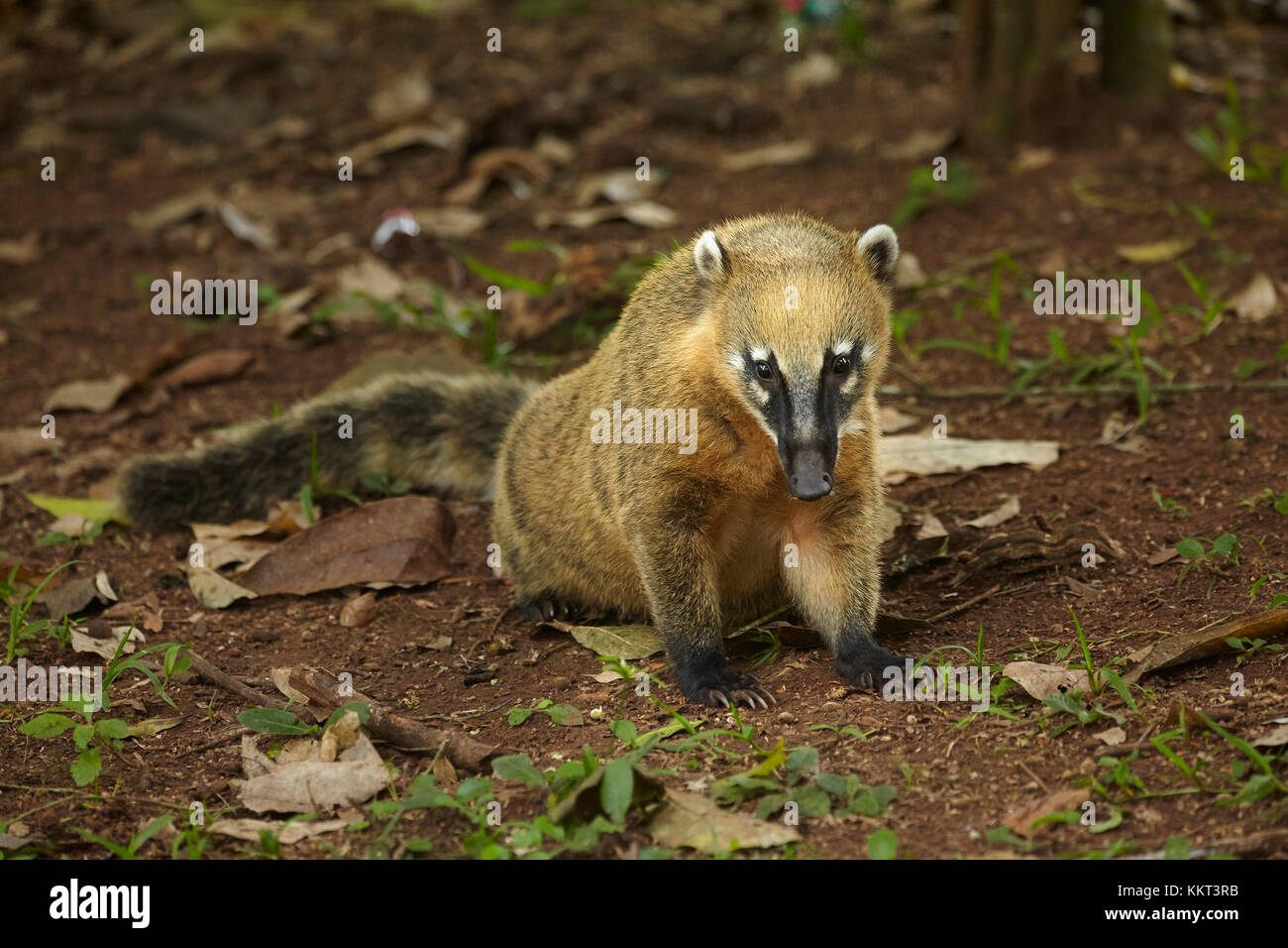 South American coati (Nasua nasua), Iguazu Falls, Argentina, South America Stock Photo