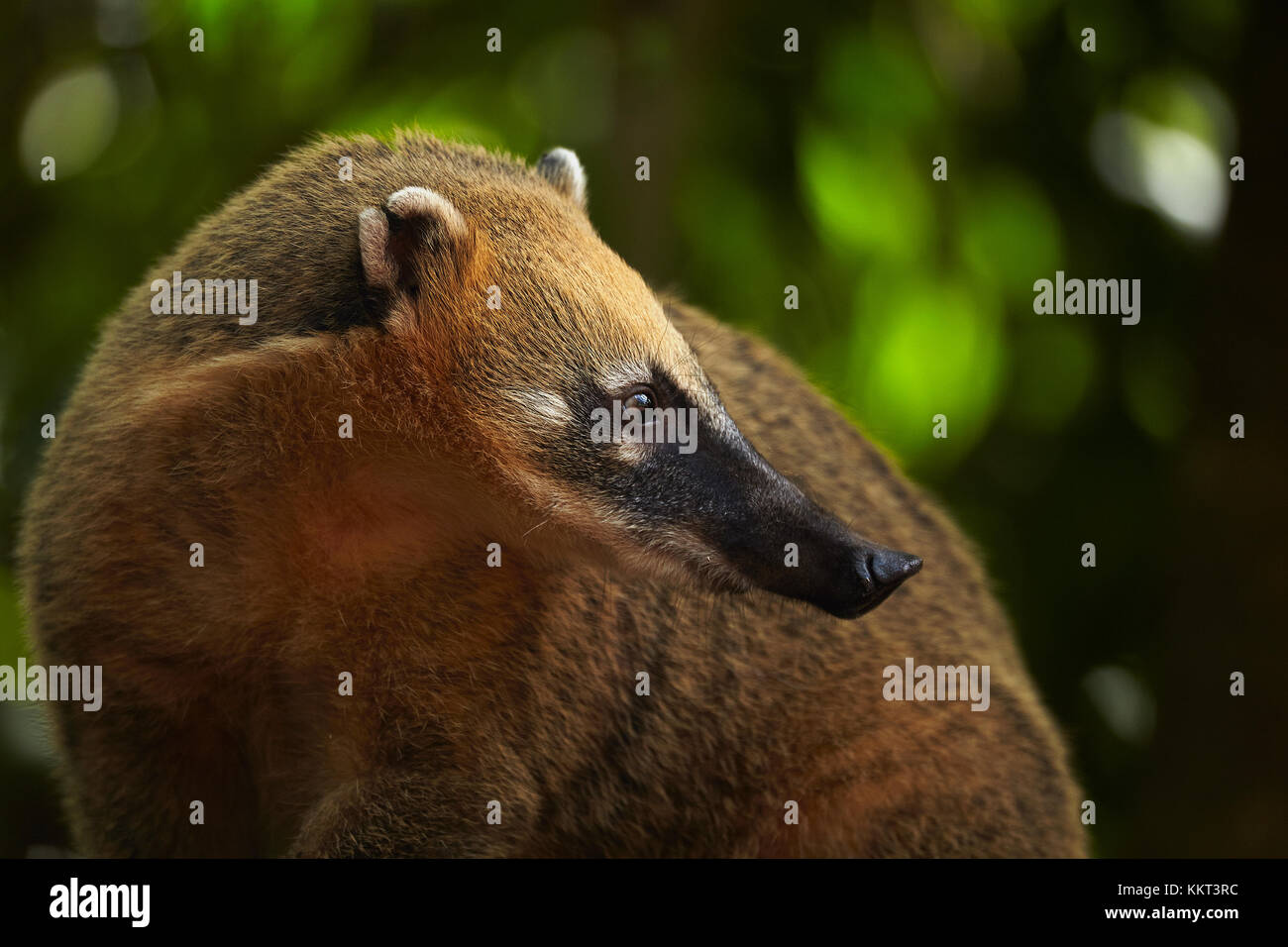 South American coati (Nasua nasua), Iguazu Falls, Argentina, South America Stock Photo