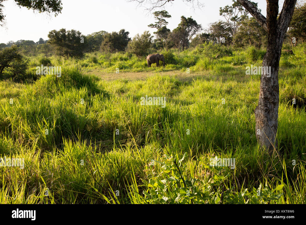 Wild elephants in Hurulu Eco Park biosphere reserve, Habarana, Anuradhapura District, Sri Lanka, Asia Stock Photo
