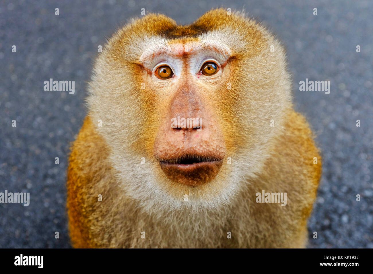 Southern pig-tailed macaque in Khao Toe Sae, Phuket, Thailand Stock Photo