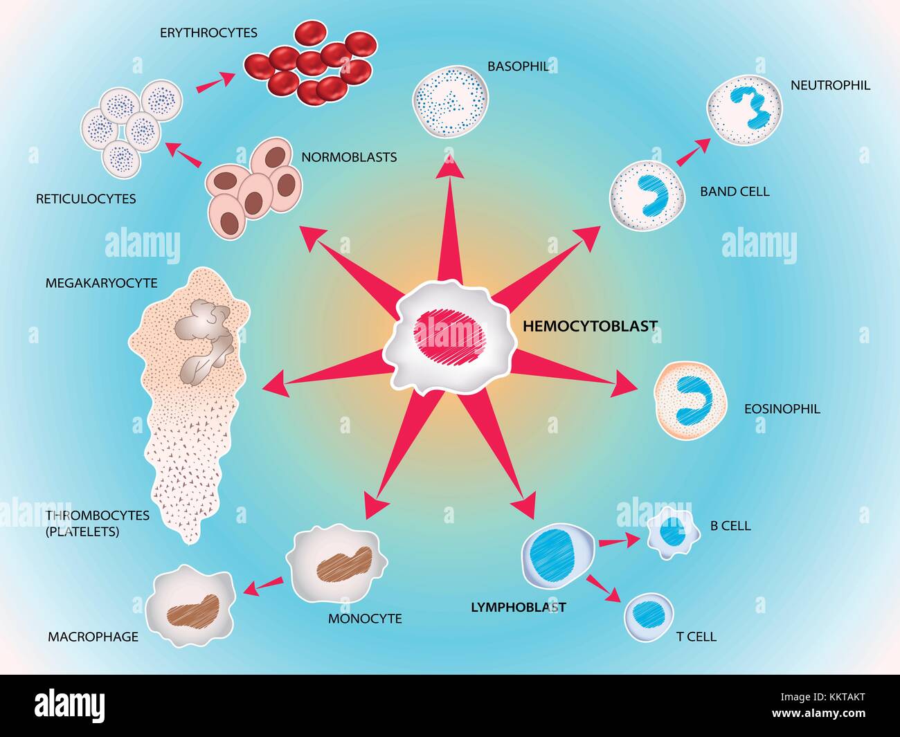 All blood cells manufactured by stem cells, forming the blood system. Vector medical illustration Stock Vector