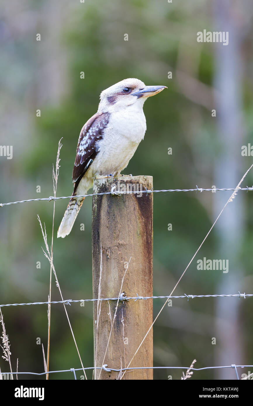 Native australian bird kookaburra hires stock photography and images Alamy
