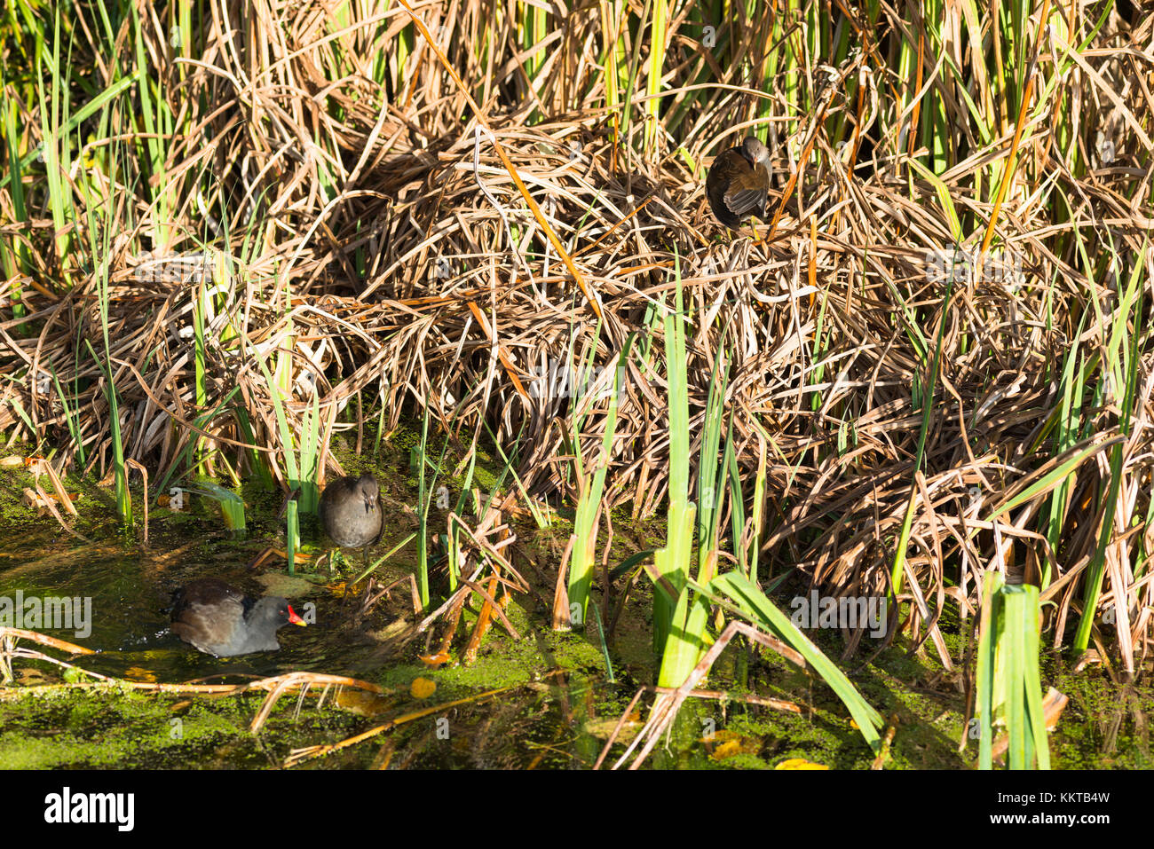 Moorhens nest at Hobson's Conduit or Vicar's Brook, is a watercourse built  by Thomas Hobson to bring fresh water to city of Cambridge, England, UK. Stock Photo