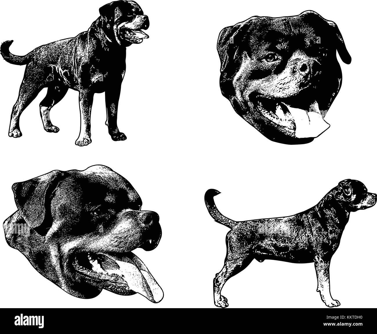 rottweiler dog sketch illustration - vector Stock Vector