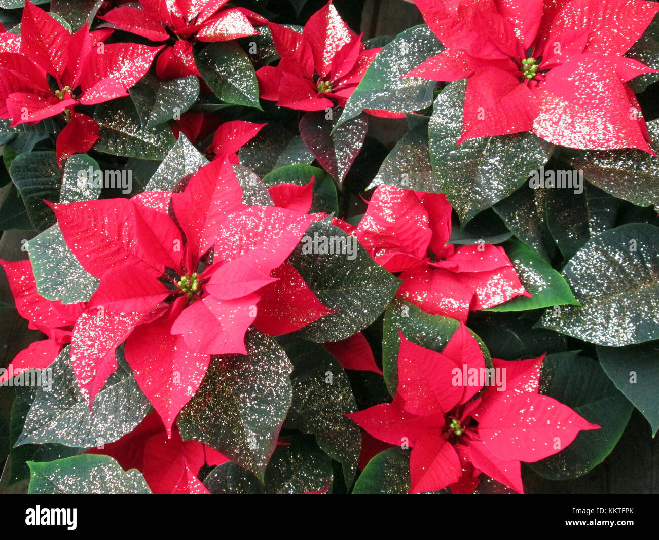 poinsettia flower, christmas star flower, red and green, close up Stock Photo - Alamy