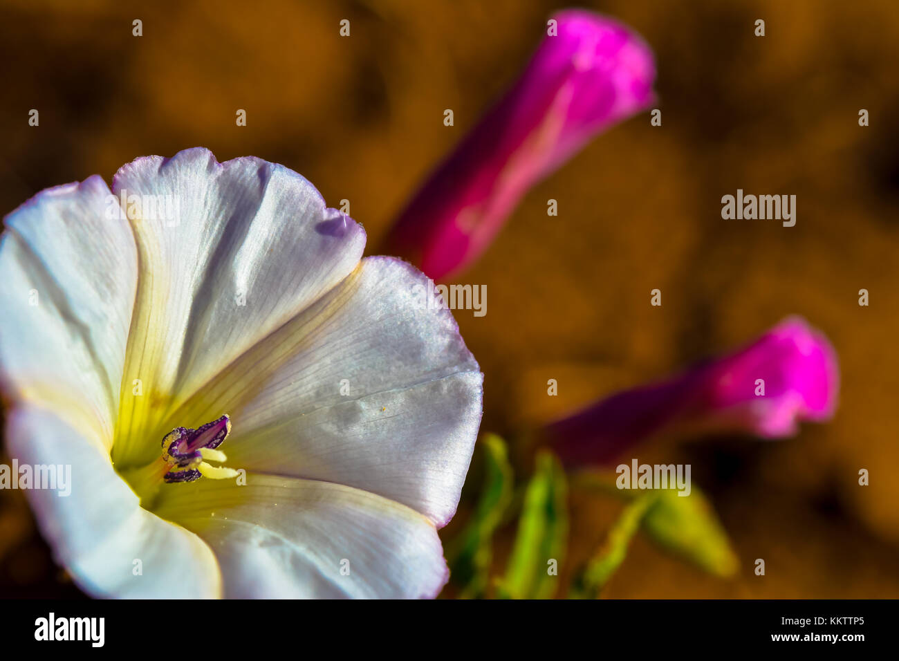 Macro photo of a white morning glory flower with pink morning glory