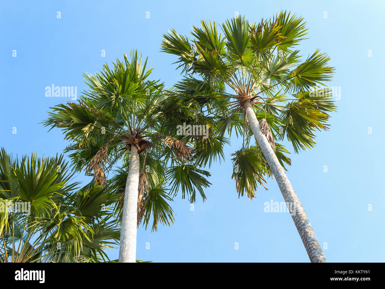 Palm trees on a background of blue sky. Red Sealing wax palm, Lipstick