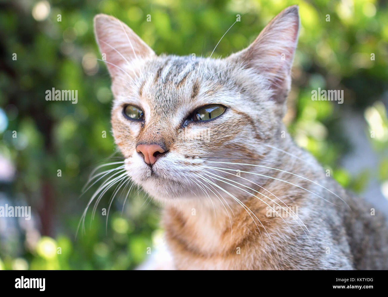 Cat, grey cat with pitiable sad eyes. and colorful blur background