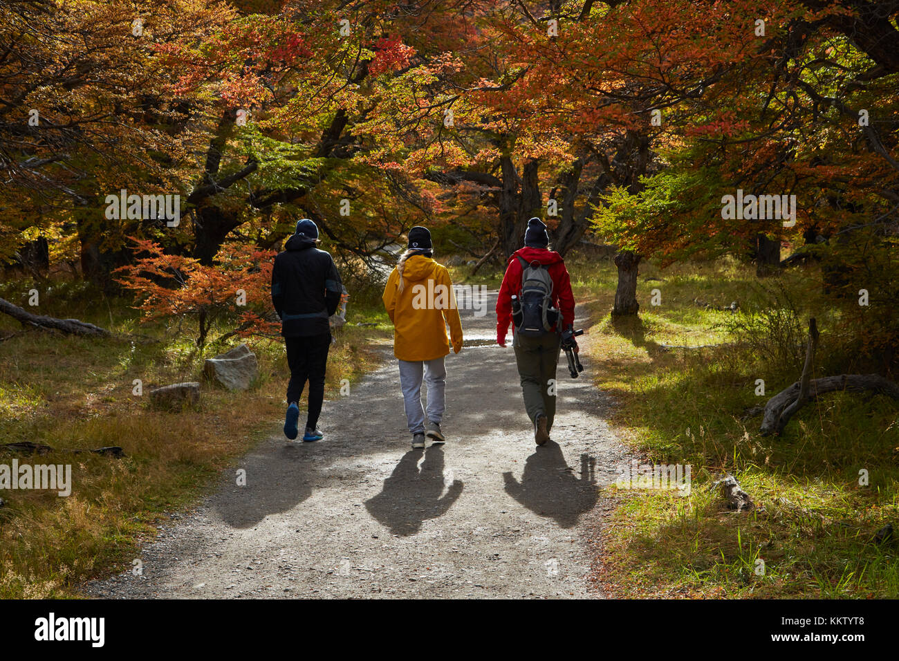 Tourists & track through lenga trees to El Chorrillo Waterfall, near El Chalten, Parque Nacional Los Glaciares, Patagonia, Argentina, Sth America (MR) Stock Photo