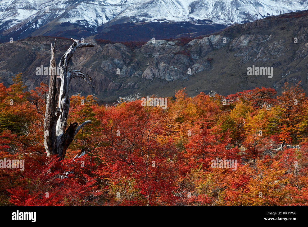 Lenga trees in autumn, near El Chalten, Parque Nacional Los Glaciares, Patagonia, Argentina, South America (MR) Stock Photo