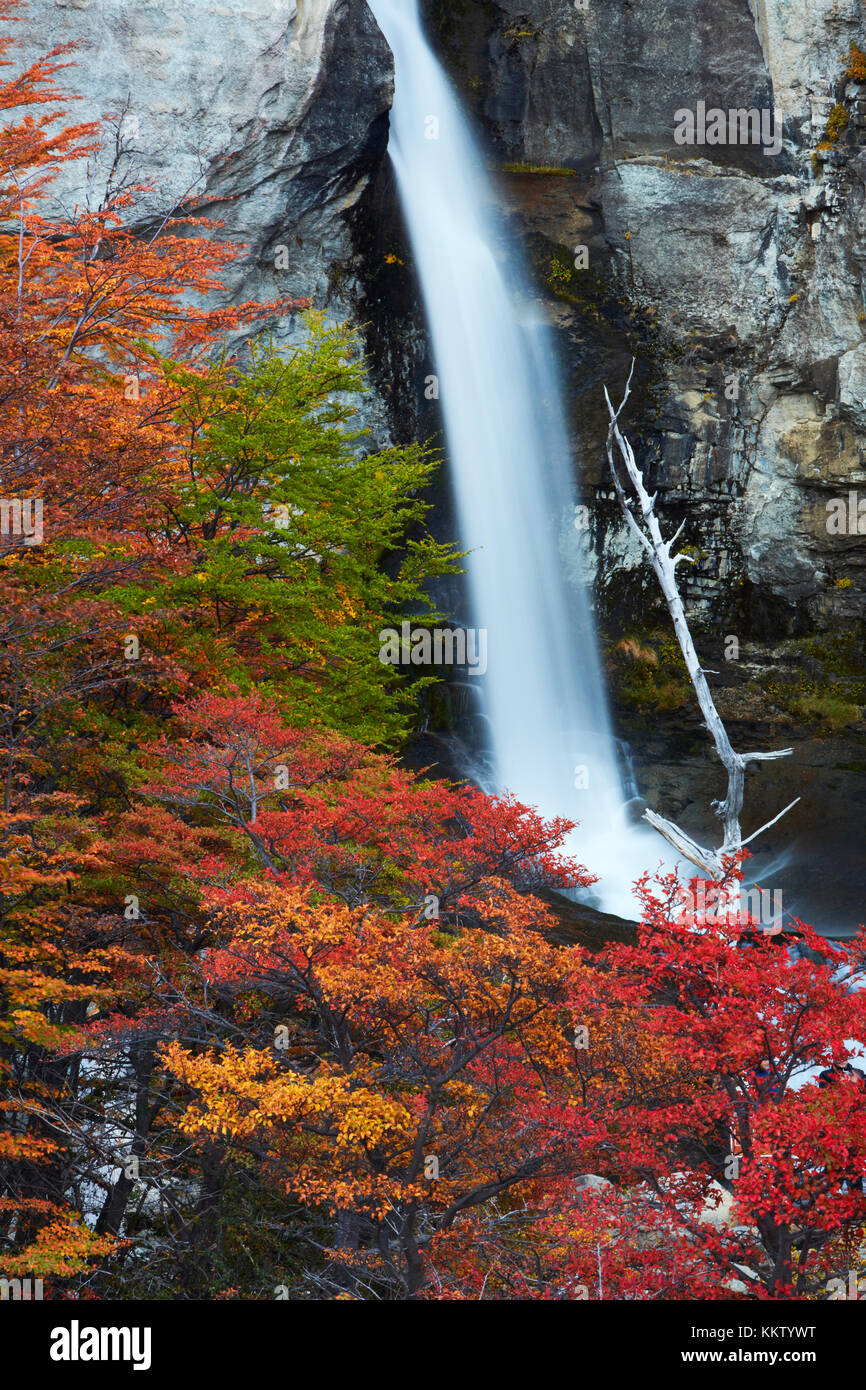 El Chorrillo Waterfall and lenga trees in autumn, near El Chalten, Parque Nacional Los Glaciares, Patagonia, Argentina, South America Stock Photo