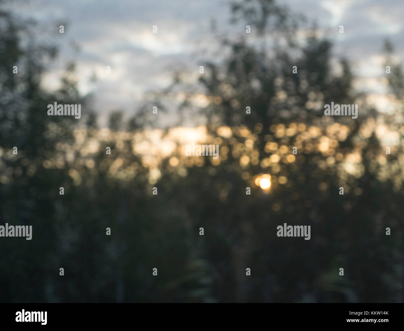 Morning field sunrise with trees in silhouette, out of focus Stock ...