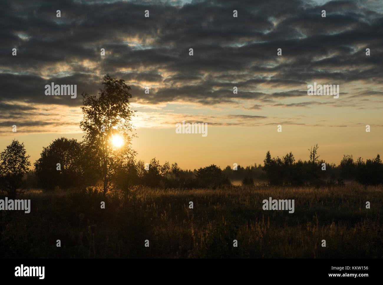 Morning field sunrise with trees in silhouette Stock Photo - Alamy