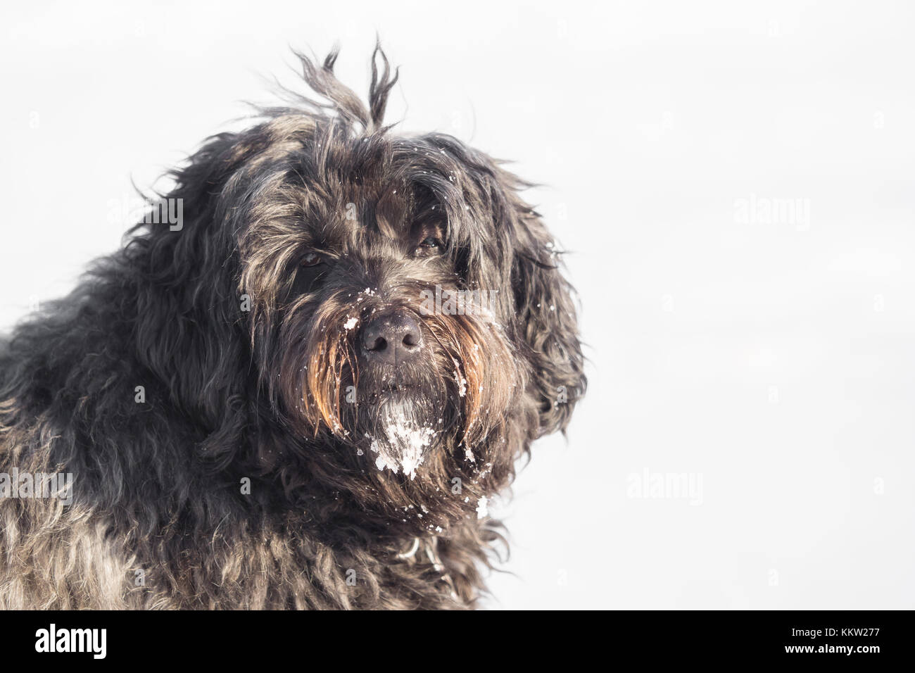 Big Dog With Long Hair In The Snow Stock Photo 167122347 Alamy