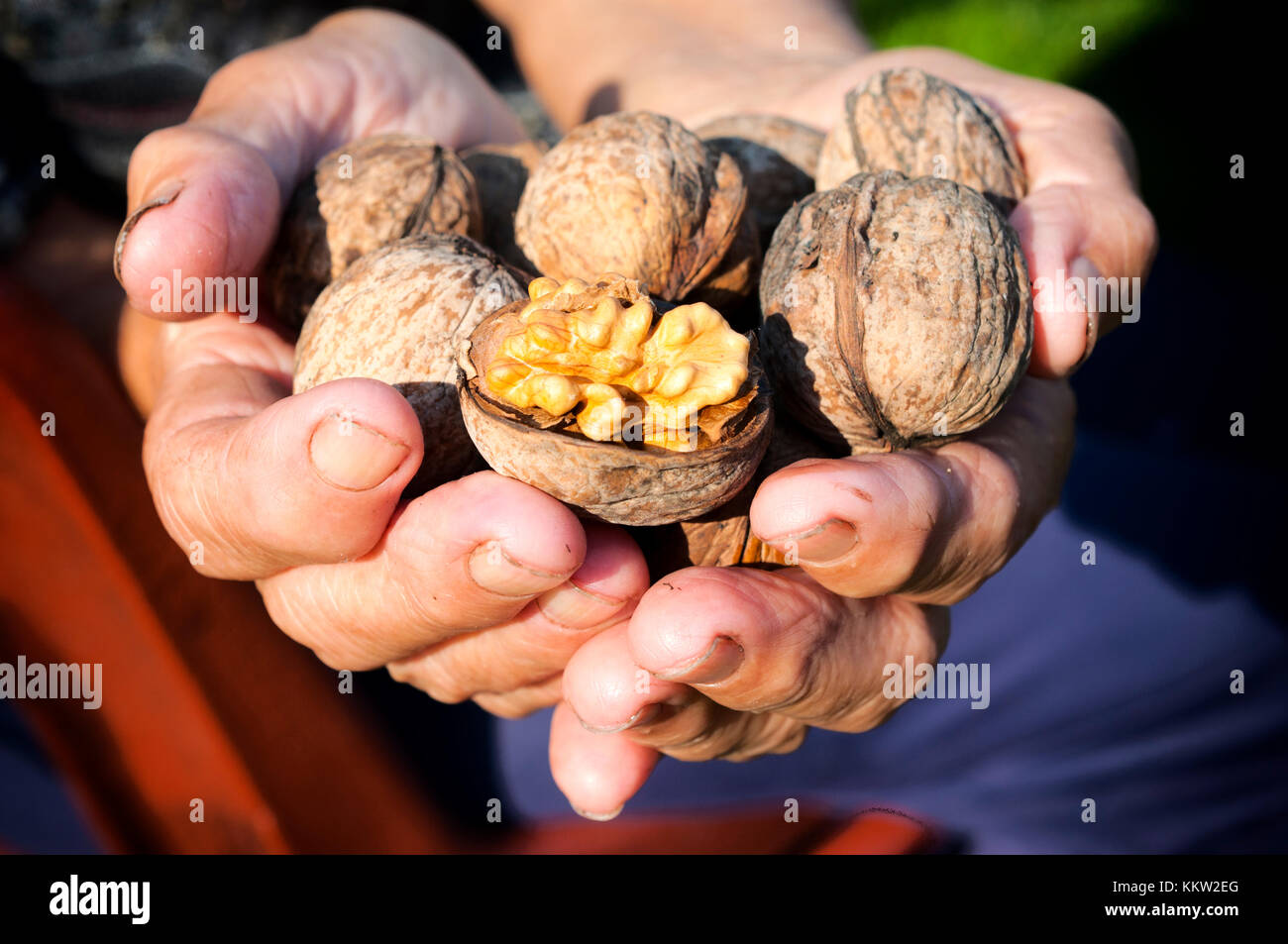 Raw walnuts in the old female hands Stock Photo Alamy