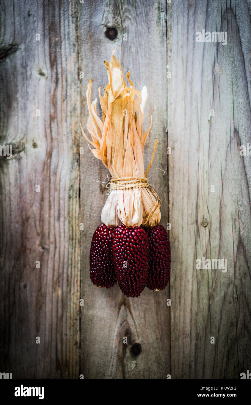 Red Corn On Rustic Wooden Background Stock Photo