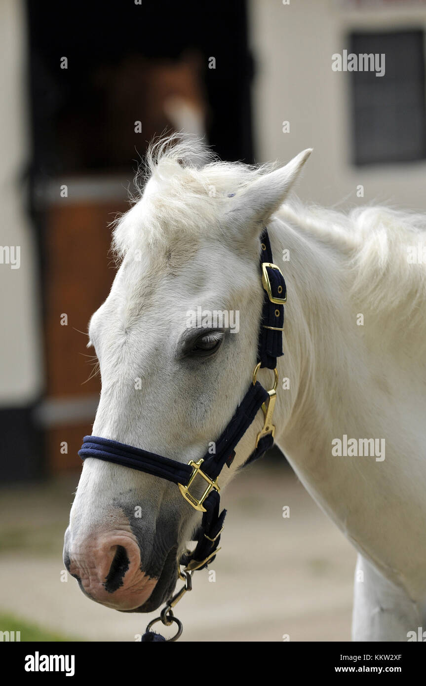 Horse ears back hires stock photography and images Alamy