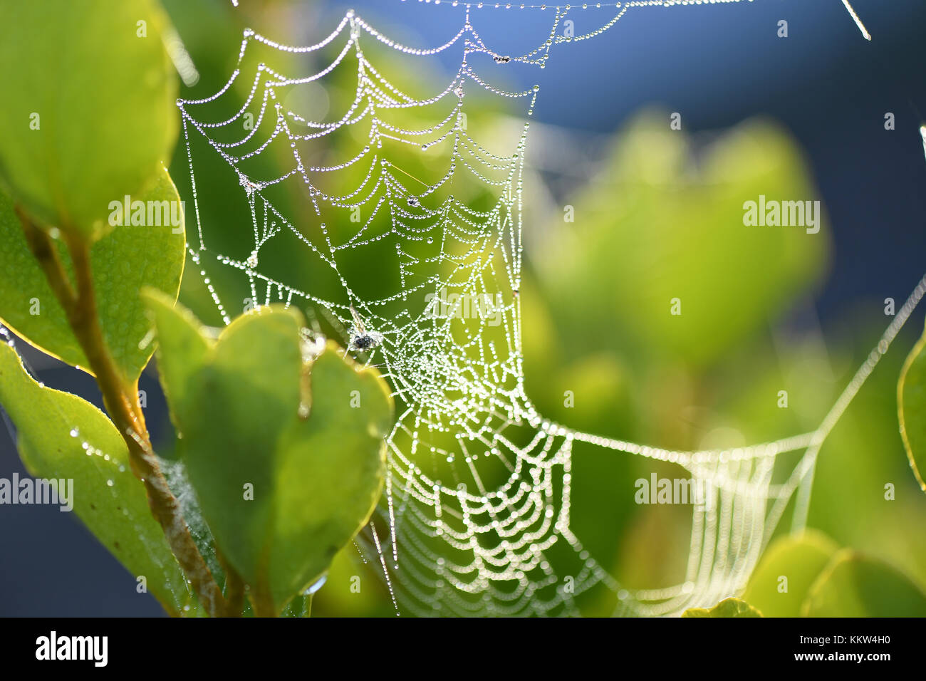 Cobweb Spiders Web Stock Photo