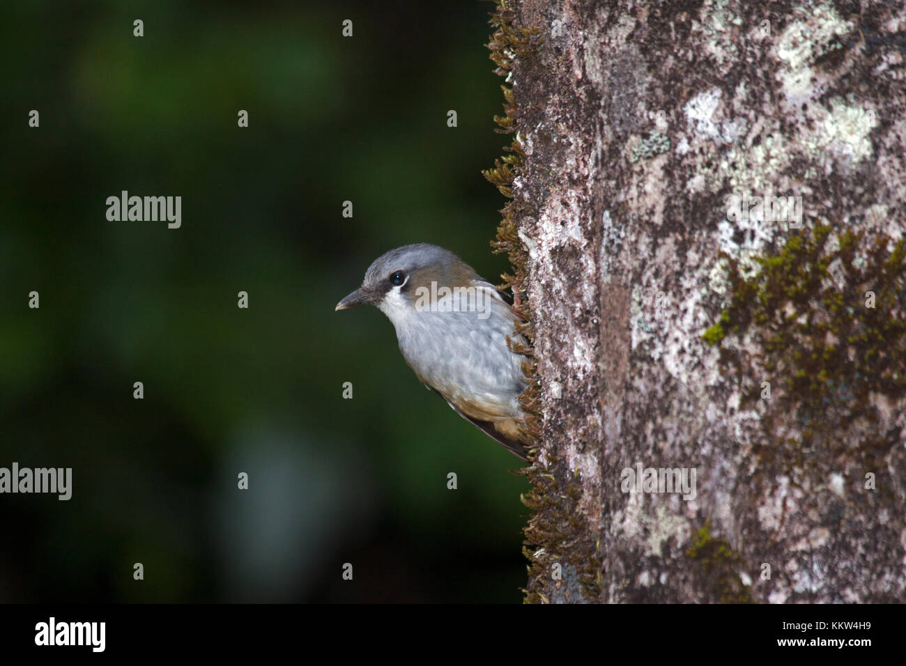 Grey headed robin an endemic species characteristically clinging to side of tree in rainforest. Queensland Australia Stock Photo