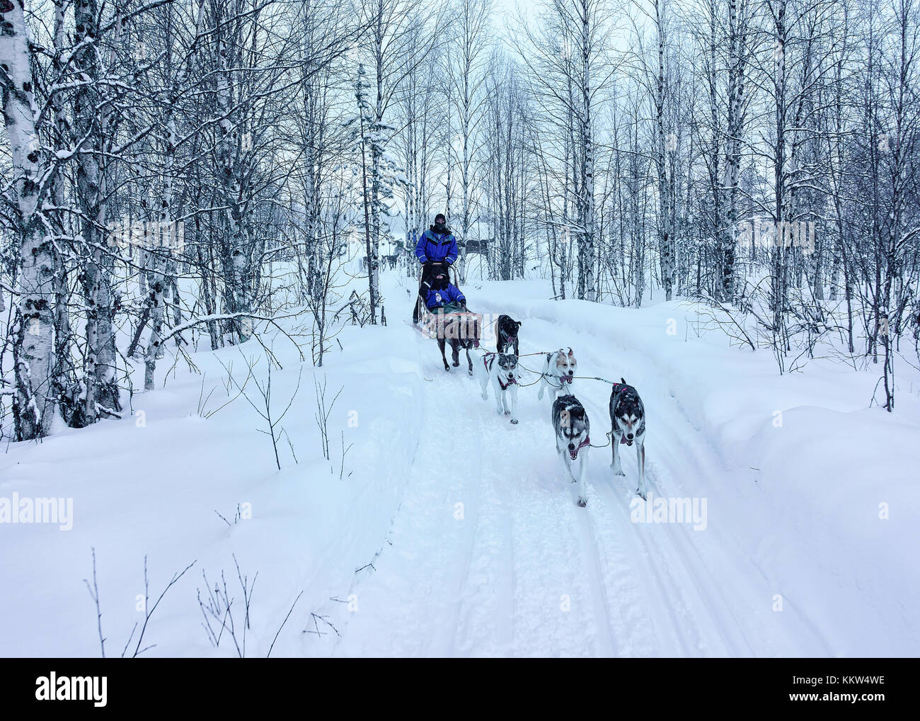 Woman riding husky dogs hi-res stock photography and images - Alamy