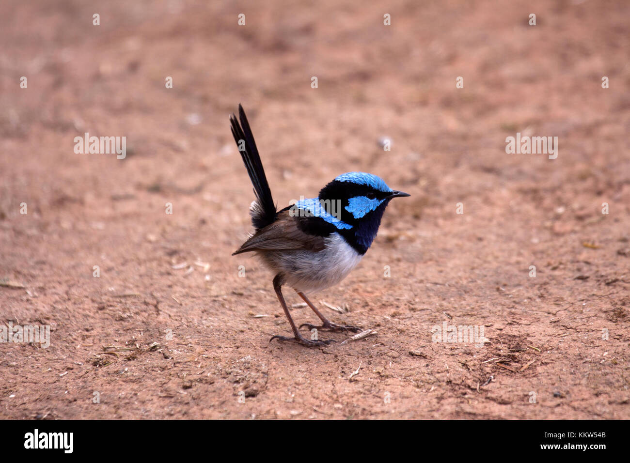 Superb fairy wren male bird foraging on ground in Victoria Australia Stock Photo