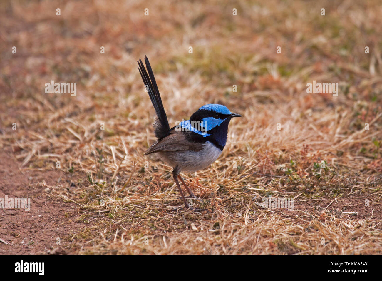 Superb fairy wren male bird foraging on ground in Victoria Australia Stock Photo