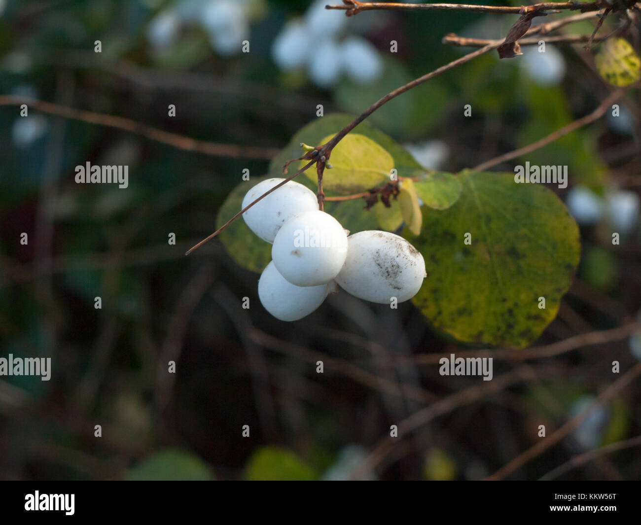 Symphoricarpos albus, snowberry white berries shrub background autumn winter close up; essex; england; uk Stock Photo