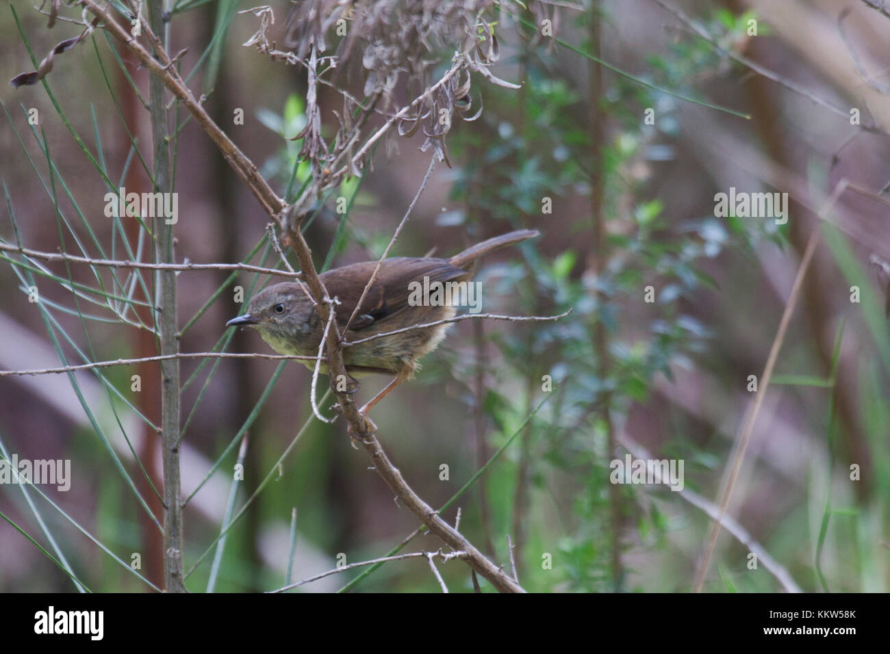 White browed scrub wren juvenile in Victoria Australia Stock Photo