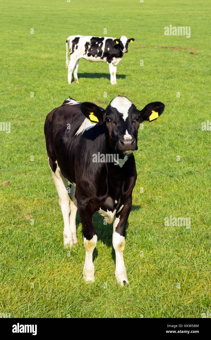 Black and white Holstein Friesian cows in a grassland Stock Photo - Alamy