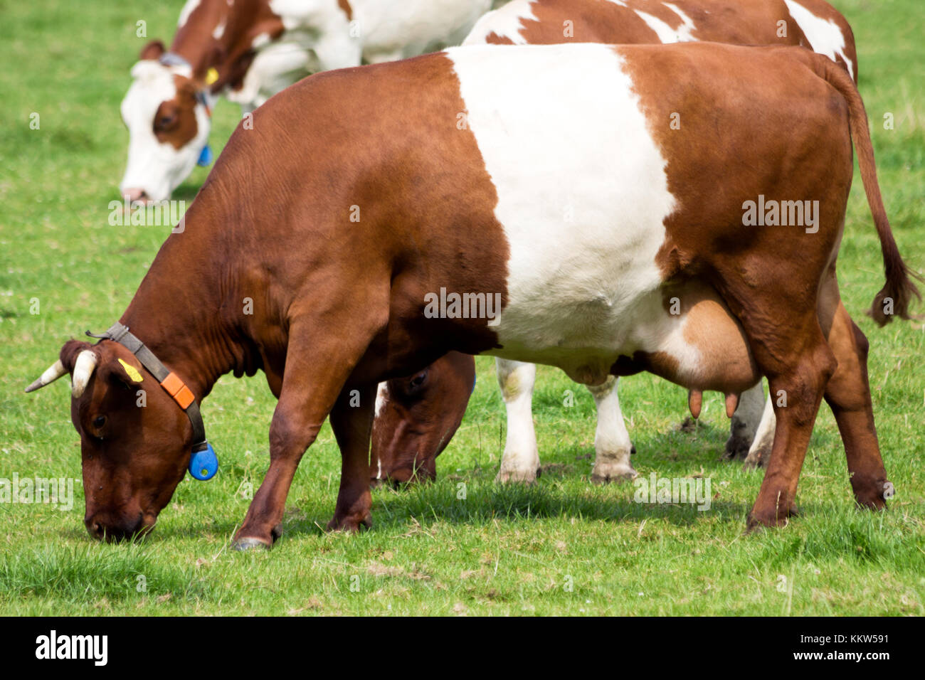 Dutch Belted (Lakenvelder) breed of dairy cow grazing Stock Photo Alamy