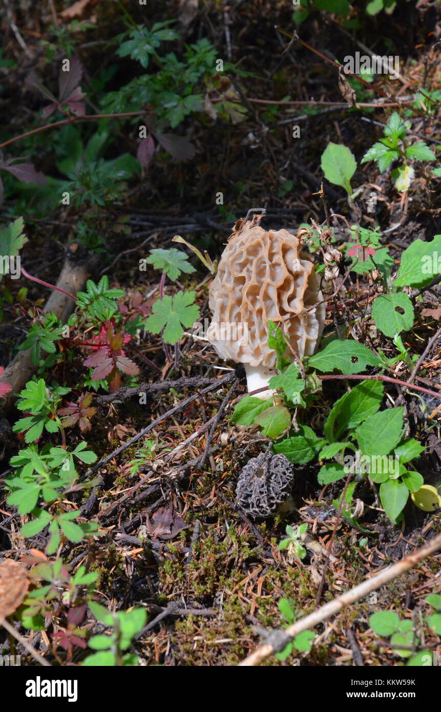 Morel mushrooms near Michoacan, Mexico Stock Photo Alamy