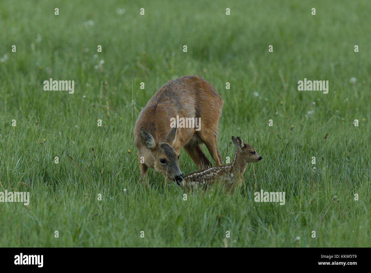 Newborn Roe fawn with mother standing in green grass Stock Photo